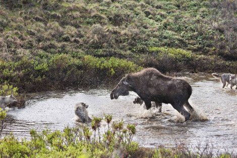 Η λυσσαλέα μάχη ενός ταράνδου με μια αγέλη λύκων για να σώσει το μικρό του [εικόνες] | iefimerida.gr 1