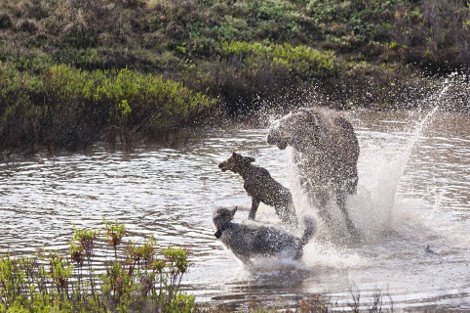 Η λυσσαλέα μάχη ενός ταράνδου με μια αγέλη λύκων για να σώσει το μικρό του [εικόνες] | iefimerida.gr 2