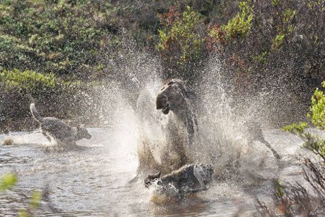 Η λυσσαλέα μάχη ενός ταράνδου με μια αγέλη λύκων για να σώσει το μικρό του [εικόνες] | iefimerida.gr 3