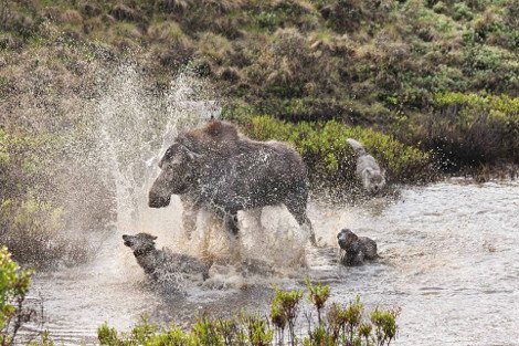 Η λυσσαλέα μάχη ενός ταράνδου με μια αγέλη λύκων για να σώσει το μικρό του [εικόνες] | iefimerida.gr 4