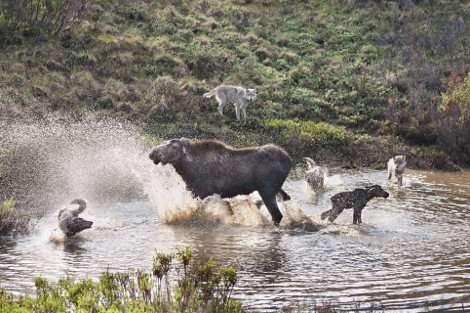 Η λυσσαλέα μάχη ενός ταράνδου με μια αγέλη λύκων για να σώσει το μικρό του [εικόνες] | iefimerida.gr 5