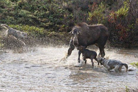 Η λυσσαλέα μάχη ενός ταράνδου με μια αγέλη λύκων για να σώσει το μικρό του [εικόνες] | iefimerida.gr 6