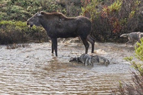 Η λυσσαλέα μάχη ενός ταράνδου με μια αγέλη λύκων για να σώσει το μικρό του [εικόνες] | iefimerida.gr 7