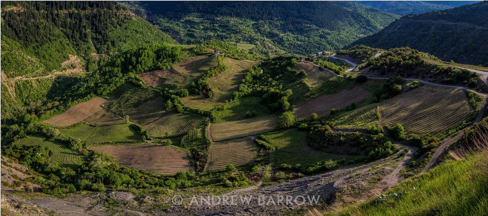 Βρετανός οινολόγος επισκέπτεται τους αμπελώνες του Αβέρωφ στο Μέτσοβο και μαγεύεται [εικόνα] | iefimerida.gr 0