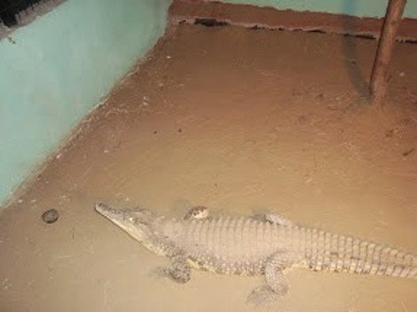 Βύρωνας: Ο κροκόδειλος... προκάτοχος του Σήφη που τρελαίνει τις Σέρρες εδώ και δέκα χρόνια [εικόνα] | iefimerida.gr 0