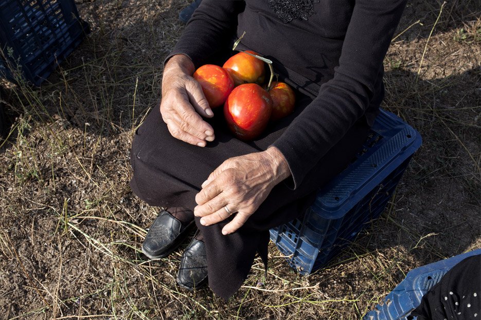 Καλλιεργούν έναν αρχαίο σπόρο ντομάτας