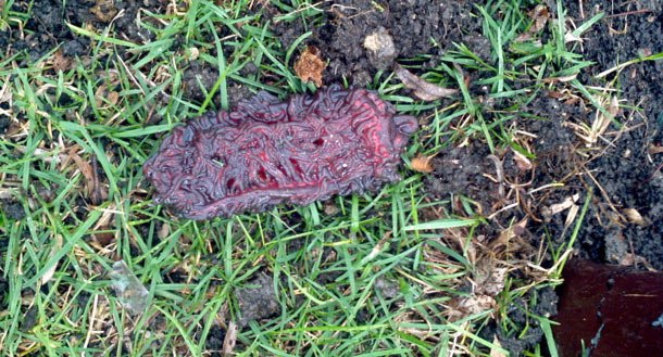 Φρικιαστικός άγνωστος οργανισμός «ξεφύτρωσε» σε αυλή έπειτα από χτύπημα κεραυνού [εικόνες] | iefimerida.gr 1