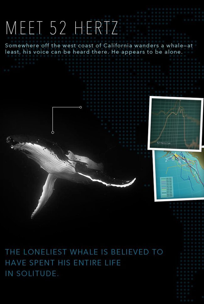 Ο Ντι Κάπριο δίνει 50.000 δολάρια για να βρεθεί η πιο μοναχική φάλαινα του κόσμου [εικόνες] | iefimerida.gr 1