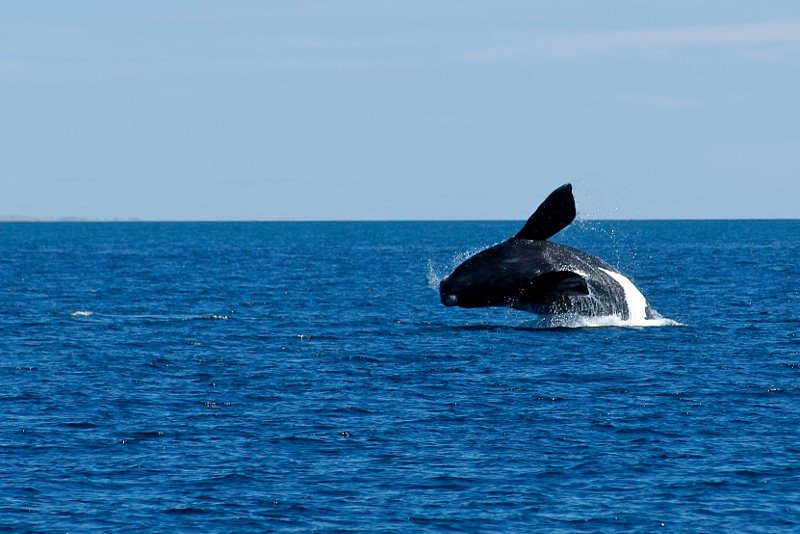 Τραγωδία στον Καναδά: Τον σκότωσε η φάλαινα που μόλις είχε σώσει [βίντεο]  | iefimerida.gr 1