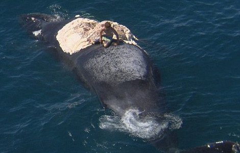 Απίστευτη τρέλα από Αυστραλό -Πήδηξε πάνω σε κουφάρι φάλαινας, ενώ τον τριγύριζαν καρχαρίες [εικόνες&βίντεο] | iefimerida.gr 1
