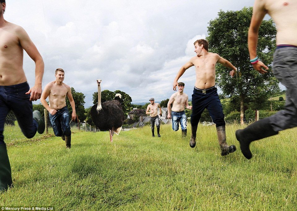 Το πιο πρωτότυπο ημερολόγιο του 2015 -Σέξι ημίγυμνοι αγρότες στους αγρούς αγκαλιά με τα ζώα τους [εικόνες] | iefimerida.gr 7