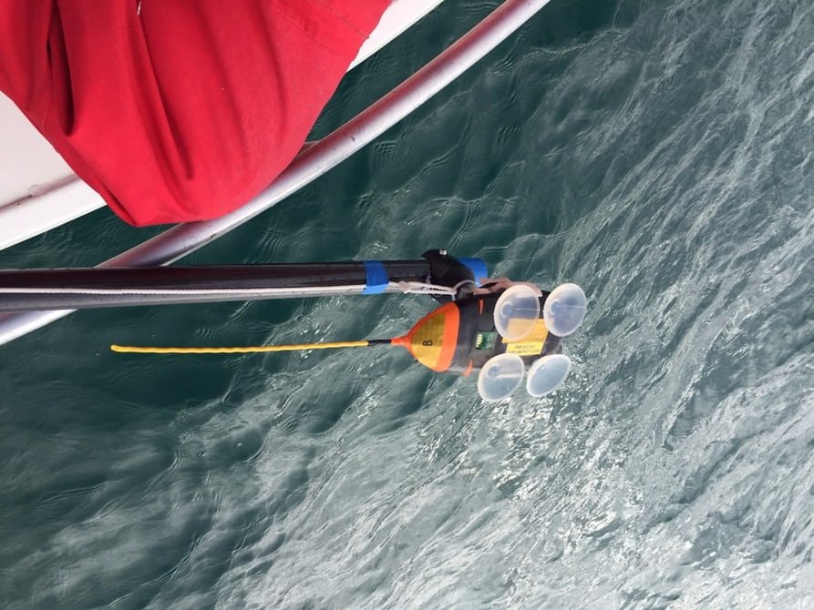 Aυστραλία: Drone κατέγραψε σπάνιο είδος λευκού καρχαρία [εικόνες] | iefimerida.gr 2