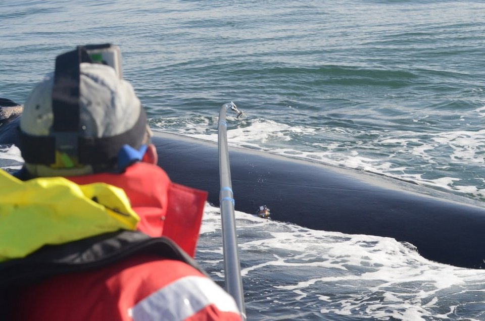 Aυστραλία: Drone κατέγραψε σπάνιο είδος λευκού καρχαρία [εικόνες] | iefimerida.gr 3