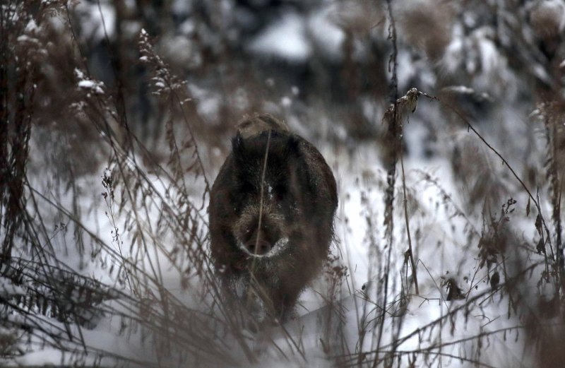 Ραδιενεργά αγριογούρουνα βρέθηκαν σε δάση της Τσεχίας [εικόνες]  | iefimerida.gr 0