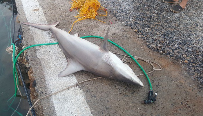 Στη Γαύδο έριξαν παραγάδι και έβγαλαν... καρχαρία [εικόνες] | iefimerida.gr 0