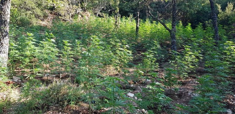 Αχαΐα: Βρήκαν φυτεία με 1.750 δενδρύλλια χασίς -Τρεις συλλήψεις [εικόνες & βίντεο] | iefimerida.gr 0