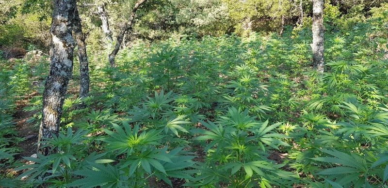 Αχαΐα: Βρήκαν φυτεία με 1.750 δενδρύλλια χασίς -Τρεις συλλήψεις [εικόνες & βίντεο] | iefimerida.gr 1