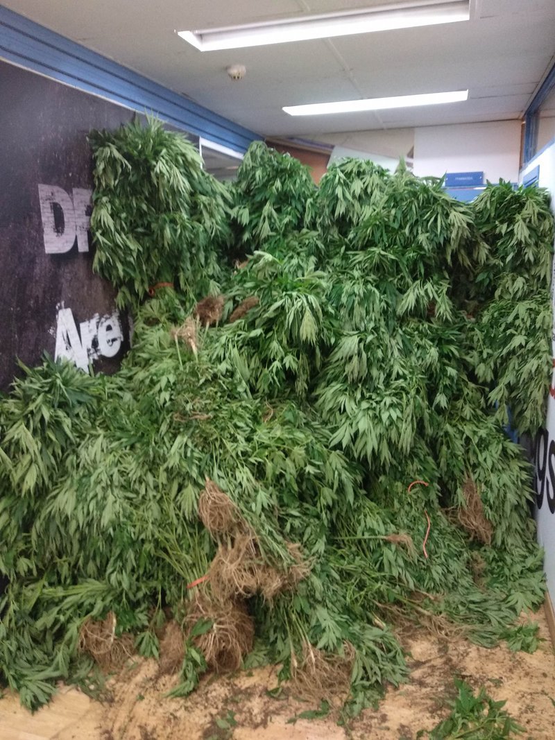 Αχαΐα: Βρήκαν φυτεία με 1.750 δενδρύλλια χασίς -Τρεις συλλήψεις [εικόνες & βίντεο] | iefimerida.gr 3