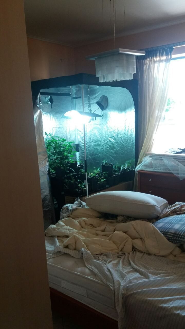 Καλλιθέα: Καλλιεργούσε κάνναβη δίπλα στο... κρεβάτι του [εικόνες] | iefimerida.gr 2