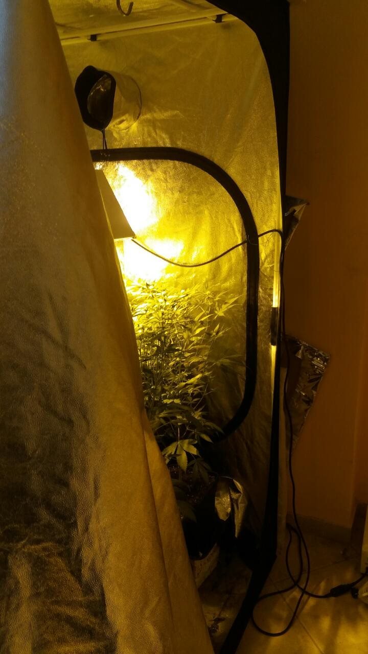 Καλλιθέα: Καλλιεργούσε κάνναβη δίπλα στο... κρεβάτι του [εικόνες] | iefimerida.gr 0