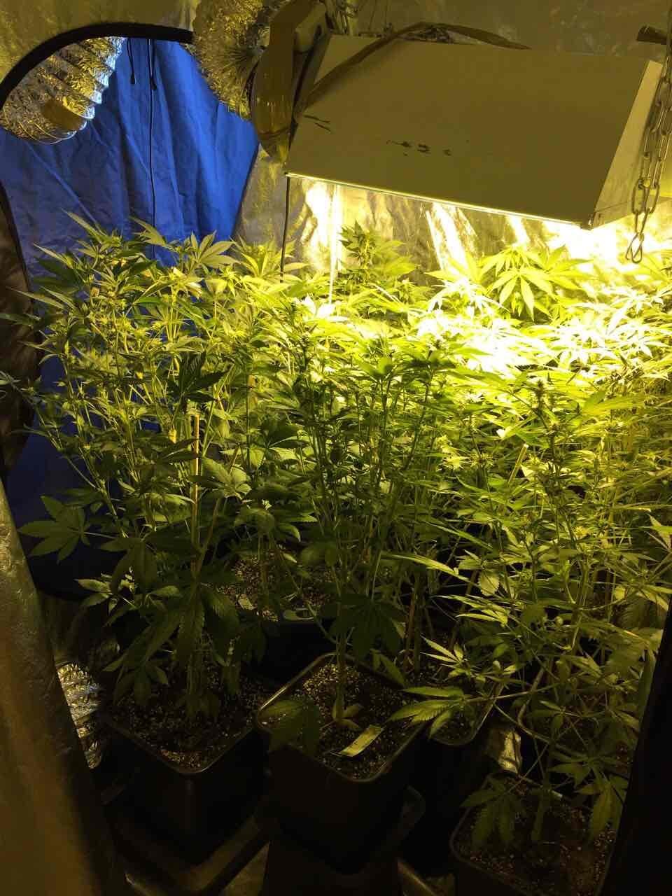 Καλλιθέα: Καλλιεργούσε κάνναβη δίπλα στο... κρεβάτι του [εικόνες] | iefimerida.gr 1