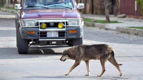 Ένας σύγχρονος Χάτσικο -Σκύλος περιμένει το αφεντικό του στο σημείο που πέθανε εδώ και πέντε χρόνια [εικόνες]  | iefimerida.gr 1