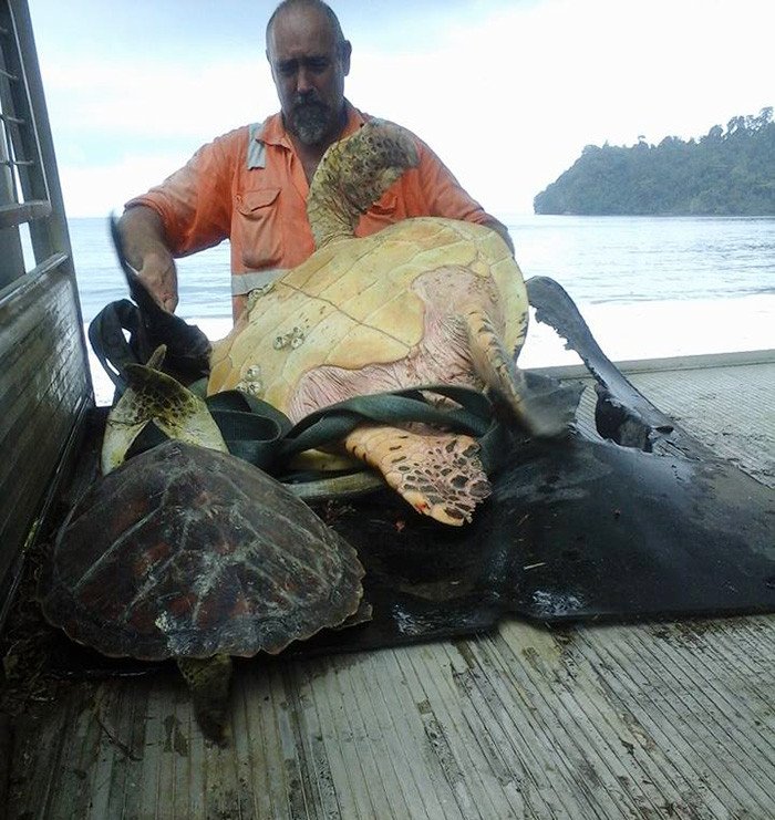 Απίστευτο: Αγοράζουν χελώνες από τις λαϊκές και τις αφήνουν ελεύθερες [εικόνες]  | iefimerida.gr 0