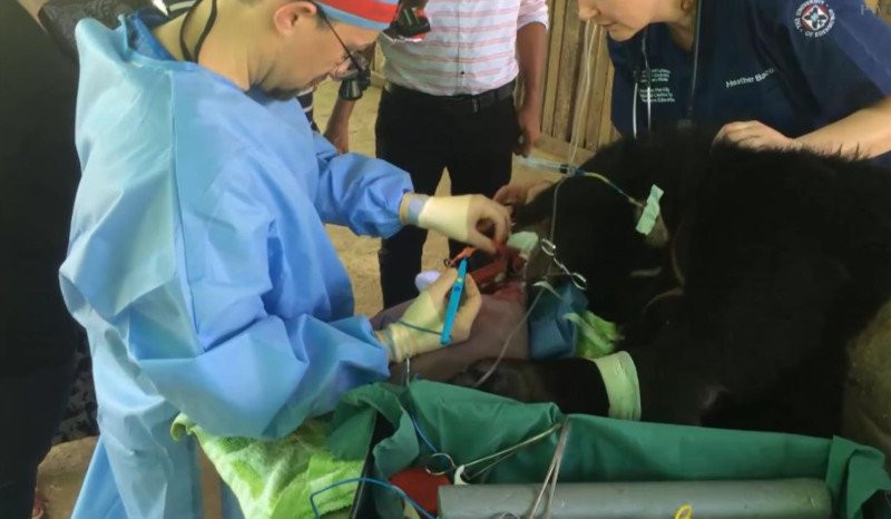 Μιανμάρ: Αρκούδα με τεράστια γλώσσα σώθηκε από μοναχούς [εικόνες & βίντεο] | iefimerida.gr 1