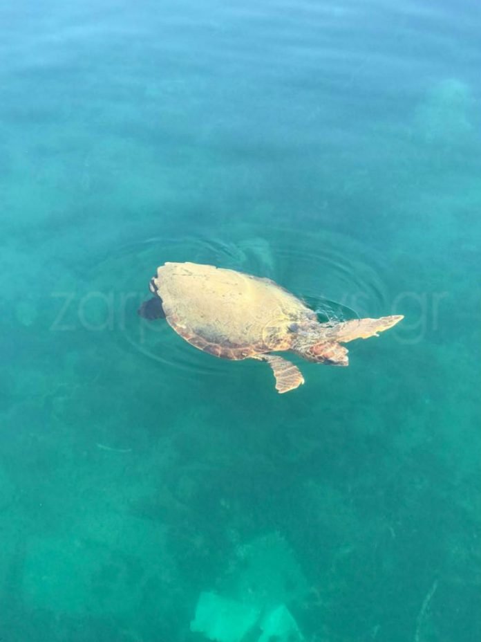 «Χωματερή» το λιμάνι των Χανίων -Βρήκαν στον βυθό λάστιχα, σκουπίδια, μέχρι και τζαμαρία [εικόνες] | iefimerida.gr 5