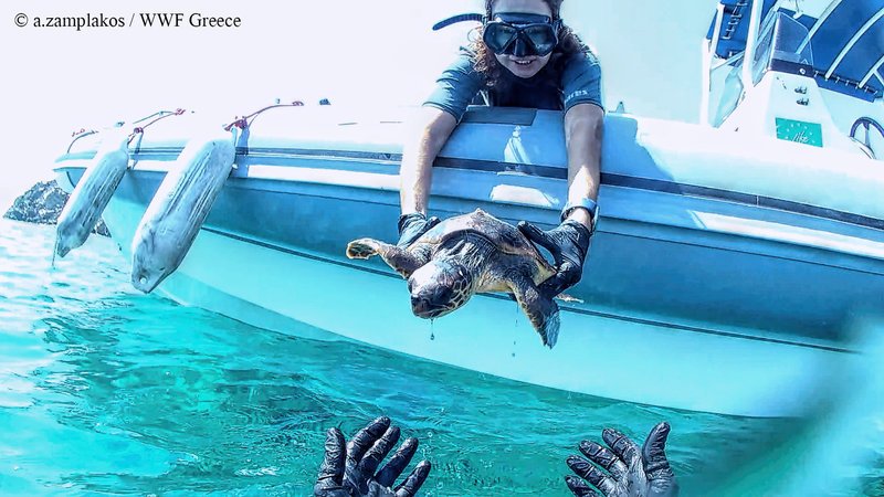Η νεαρή χελώνα ήταν τραυματισμένη από αγκίστρι στη στοματική κοιλότητα