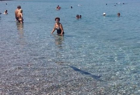 Ξιφίας εμφανίστηκε στα ρηχά σε παραλία στο Αίγιο και προκάλεσε πανικό [εικόνα] | iefimerida.gr 0