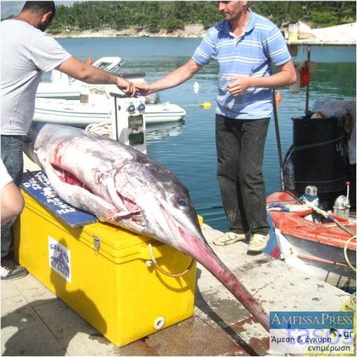 Έπιασαν ξιφία βάρους 100 κιλών στο Γαλαξίδι [εικόνες] | iefimerida.gr 0