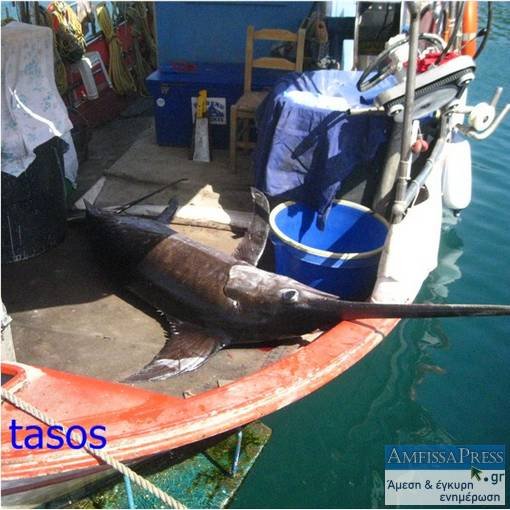 Έπιασαν ξιφία βάρους 100 κιλών στο Γαλαξίδι [εικόνες] | iefimerida.gr 1