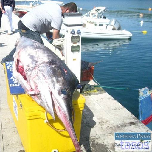 Έπιασαν ξιφία βάρους 100 κιλών στο Γαλαξίδι [εικόνες] | iefimerida.gr 2