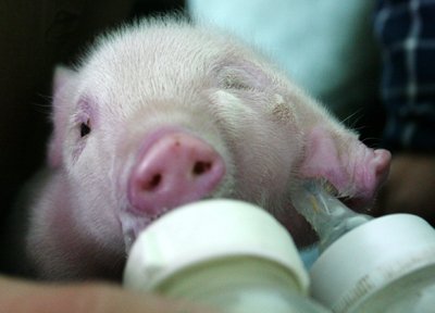 Γουρουνάκι γεννήθηκε με 2 μουσούδες και 3 μάτια [εικόνες]  | iefimerida.gr 3