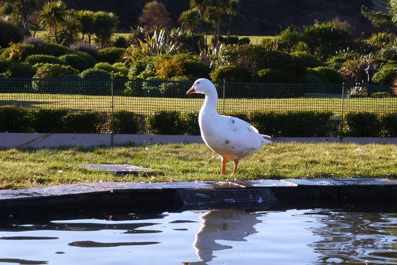 Τυφλή, bisexual χήνα σε ερωτικό τρίγωνο, πέθανε στα 40 της -Ζούσε με ζευγάρι μαύρων κύκνων [βίντεο] | iefimerida.gr 1