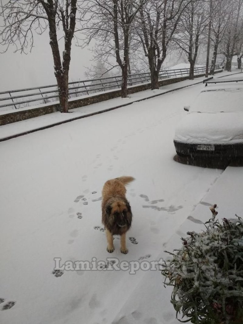 Στα λευκά οι νομοί Ευρυτανίας και Φθιώτιδας -Χιονίζει ασταμάτητα [εικόνες] | iefimerida.gr 3