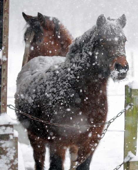 Ο χιονιάς σαρώνει τη Βρετανία και οι τρελο-Βρετανοί κάνουν... ηλιοθεραπεία [εικόνες] | iefimerida.gr 3