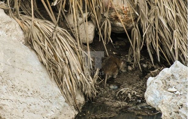 Πρόσφυγες ζουν με ποντίκια, μέσα σε λύματα στη Χίο -«Μοιάζει με κόλαση», λένε [εικόνες & βίντεο] | iefimerida.gr 1