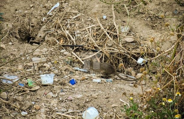 Πρόσφυγες ζουν με ποντίκια, μέσα σε λύματα στη Χίο -«Μοιάζει με κόλαση», λένε [εικόνες & βίντεο] | iefimerida.gr 2