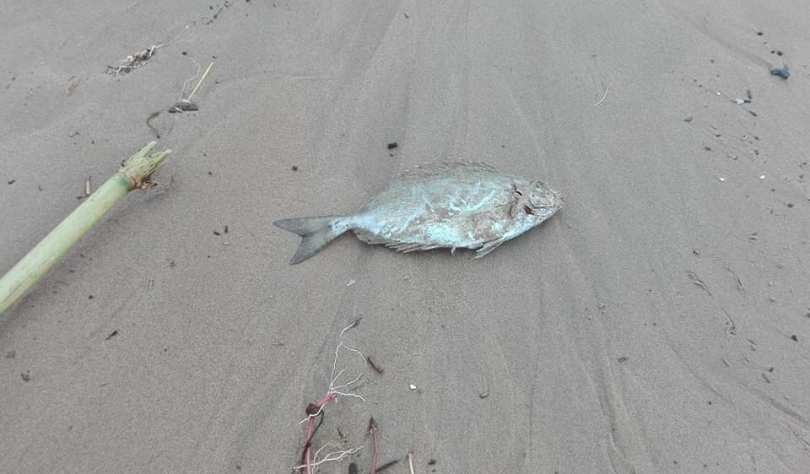Χανιά: Ψάρια βγήκαν στην στεριά λόγω της κακοκαιρίας «Χιόνη» [εικόνες] | iefimerida.gr 0