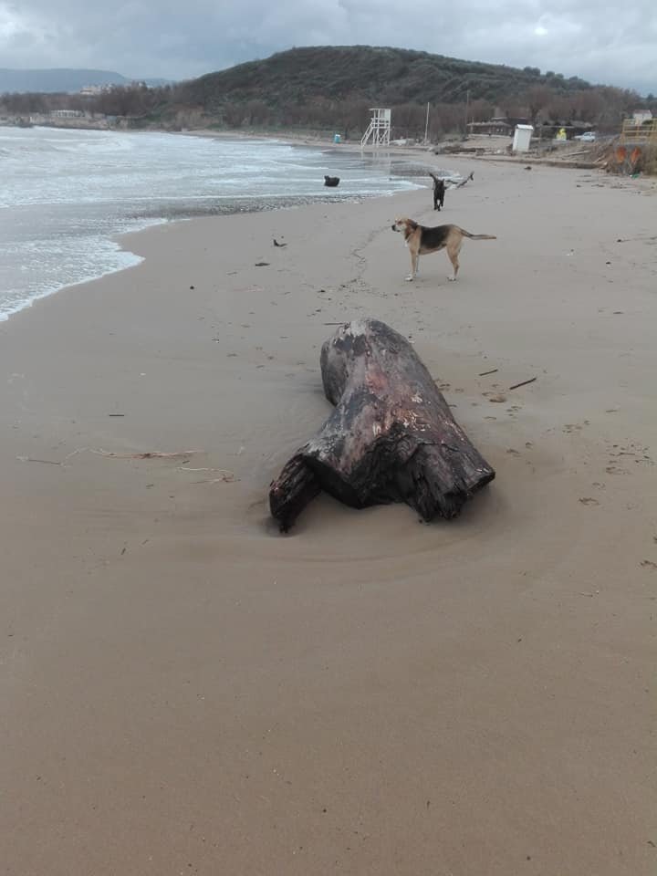 Χανιά: Ψάρια βγήκαν στην στεριά λόγω της κακοκαιρίας «Χιόνη» [εικόνες] | iefimerida.gr 3