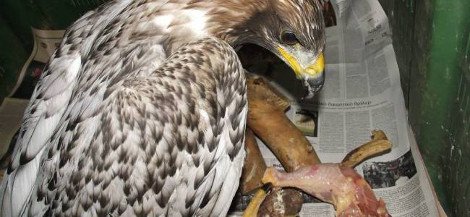 Αγρια ομορφιά: Βρέθηκε σπάνιος χρυσαετός αλμπίνο στο Μεσολόγγι [εικόνες] | iefimerida.gr 0