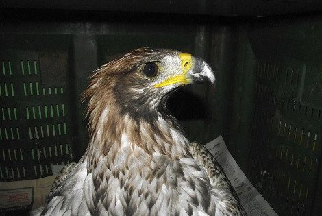 Αγρια ομορφιά: Βρέθηκε σπάνιος χρυσαετός αλμπίνο στο Μεσολόγγι [εικόνες] | iefimerida.gr 4