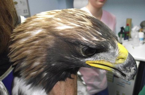 Αγρια ομορφιά: Βρέθηκε σπάνιος χρυσαετός αλμπίνο στο Μεσολόγγι [εικόνες] | iefimerida.gr 3