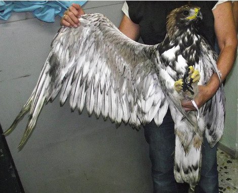 Αγρια ομορφιά: Βρέθηκε σπάνιος χρυσαετός αλμπίνο στο Μεσολόγγι [εικόνες] | iefimerida.gr 5