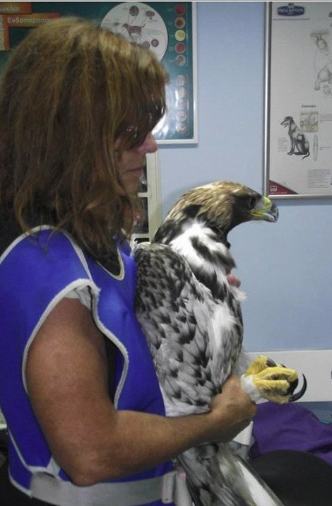 Αγρια ομορφιά: Βρέθηκε σπάνιος χρυσαετός αλμπίνο στο Μεσολόγγι [εικόνες] | iefimerida.gr 2