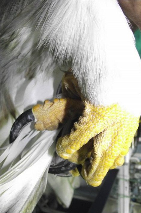 Αγρια ομορφιά: Βρέθηκε σπάνιος χρυσαετός αλμπίνο στο Μεσολόγγι [εικόνες] | iefimerida.gr 1