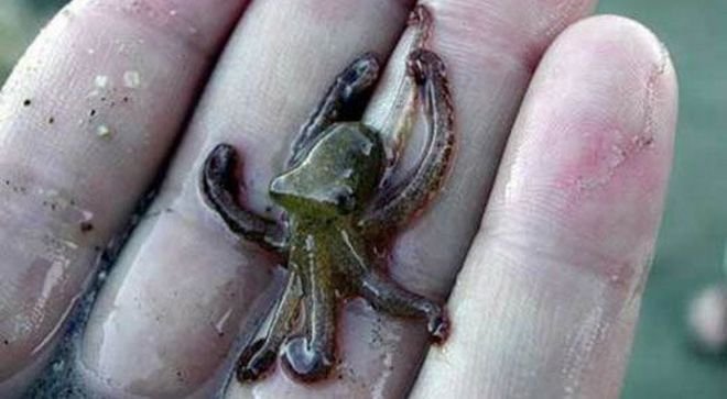 Χαμαιλέοντας, βάτραχος και χελώνα -Και όμως μπορούν να σταθούν ακόμα και στον αντίχειρα ενός ανθρώπου [εικόνες] | iefimerida.gr 10