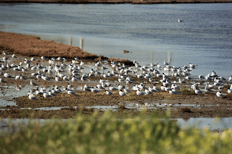 Σε καθεστώς προστασίας ο υγροβιότοπος Βουρκάρι Μεγάρων [εικόνες] | iefimerida.gr 2